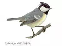 Синицы улетают на зиму в теплые края — изображение 24