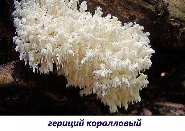 Редкие съедобные грибы фото и названия — изображение 9
