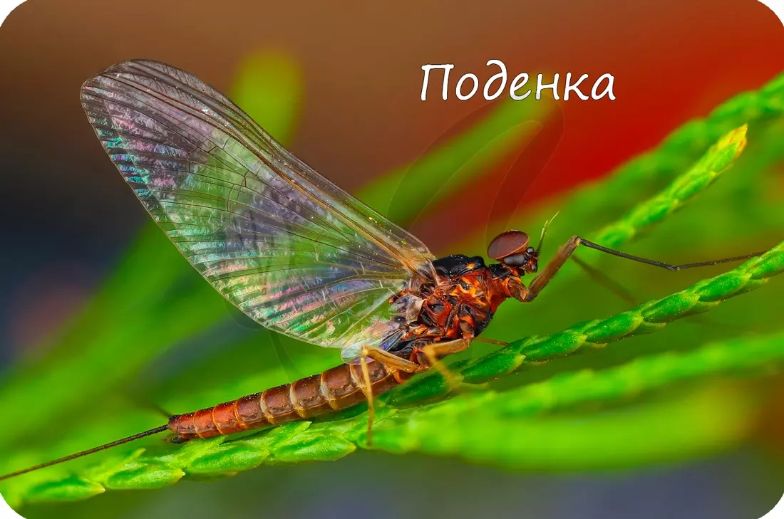 Медведка тип ротового аппарата — изображение 17