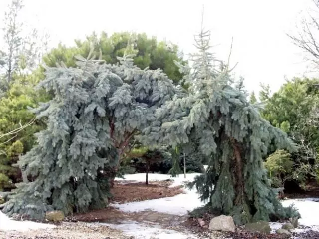 Picea engelmannii glauca pendula — изображение 3