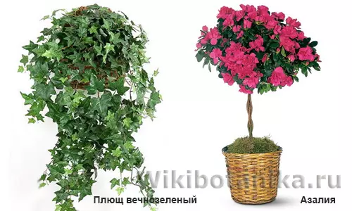 Суккуленты ядовитые или нет — изображение 6