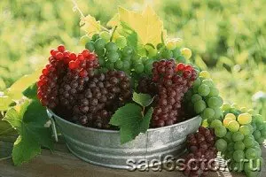 Винные сорта винограда для урала и сибири — изображение 4