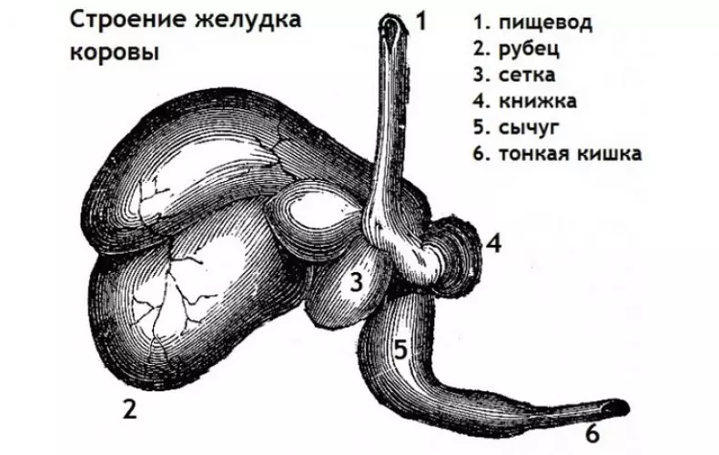 Корова съела много зерна что делать — изображение 3