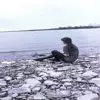 Ромашка листья простые или сложные жилкование листорасположение