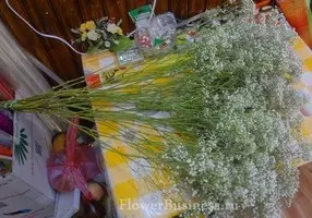 Растения для оформления букетов — изображение 41