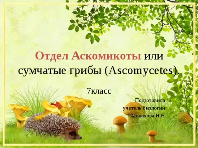 Отдел аскомикота или сумчатые грибы 7 класс — изображение 3