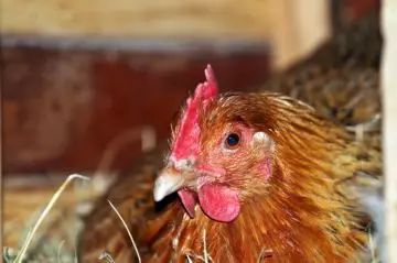 Сыворотка для кур несушек — изображение 8