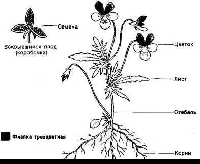 Определите внешнее строение листьев тип жилкования — изображение 4