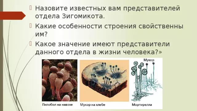 Отдел аскомикота или сумчатые грибы 7 класс — изображение 25