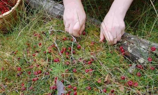Клюква в краснодарском крае растет — изображение 2