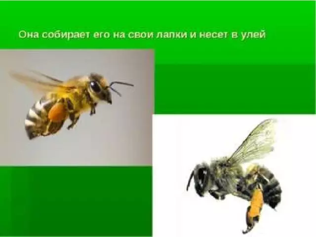 Изделие пчелы и соты — изображение 6