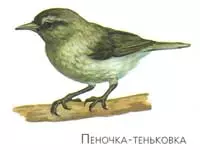 Синицы улетают на зиму в теплые края — изображение 6
