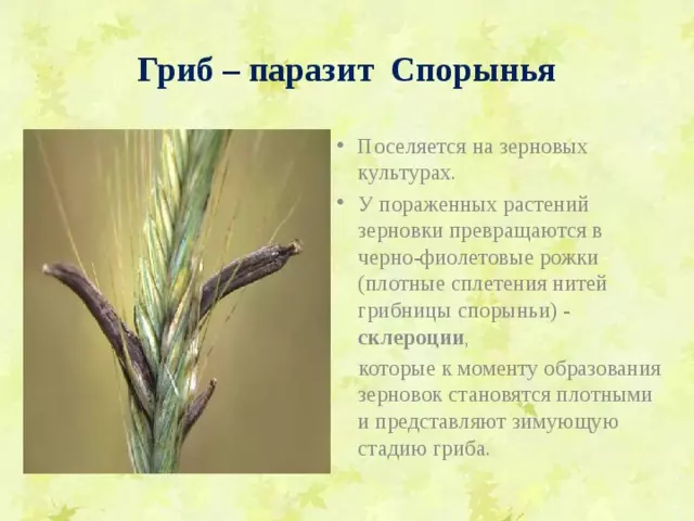 Отдел аскомикота или сумчатые грибы 7 класс — изображение 11