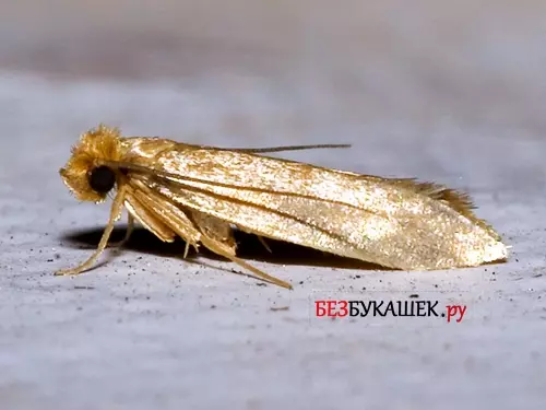 Мандариновые корки от моли — изображение 7