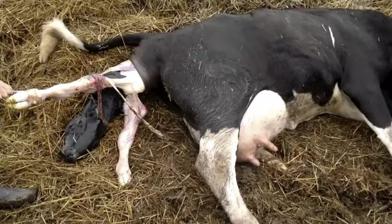 Что делать если корова абортировалась — изображение 9
