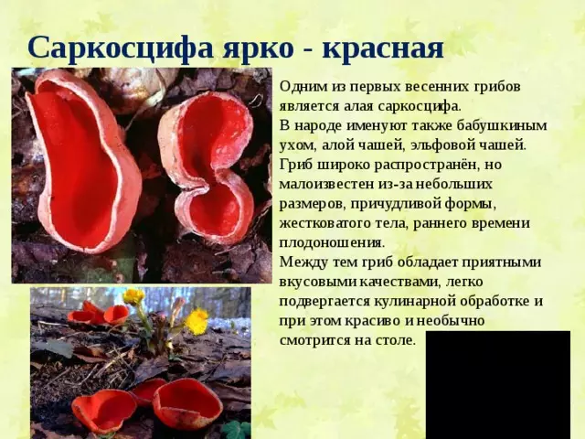 Отдел аскомикота или сумчатые грибы 7 класс — изображение 16