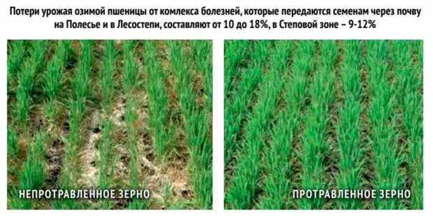 При какой температуре растет озимая пшеница — изображение 6