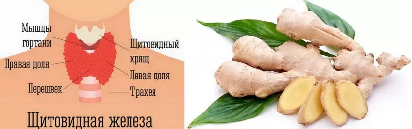 Имбирь для щитовидной железы — изображение 8