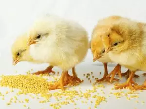 Как запаривать пшеницу для кур — изображение 4