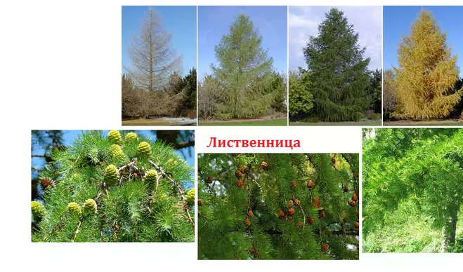 У какого дерева самая длинная шишка — изображение 5