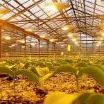 Как убирать снег с теплицы из поликарбоната — изображение 6
