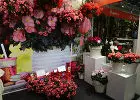 Комнатный цветок похожий на кукурузу — изображение 28