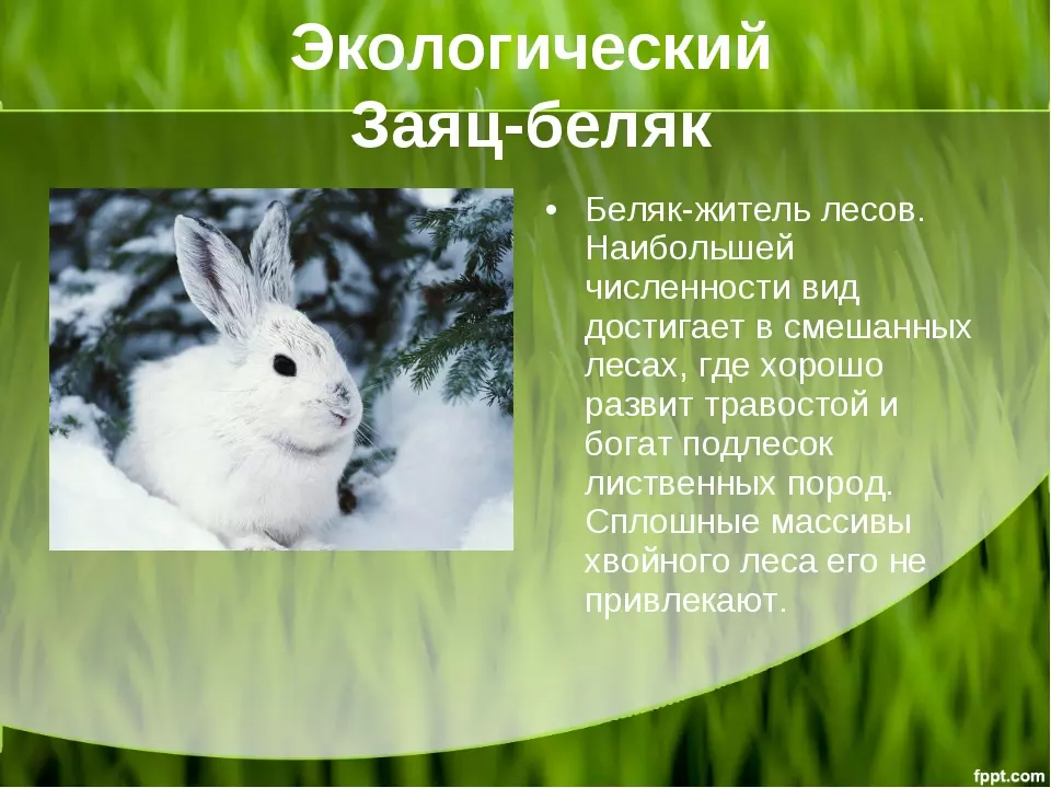 Заяц беляк и заяц русак критерии вида — изображение 9