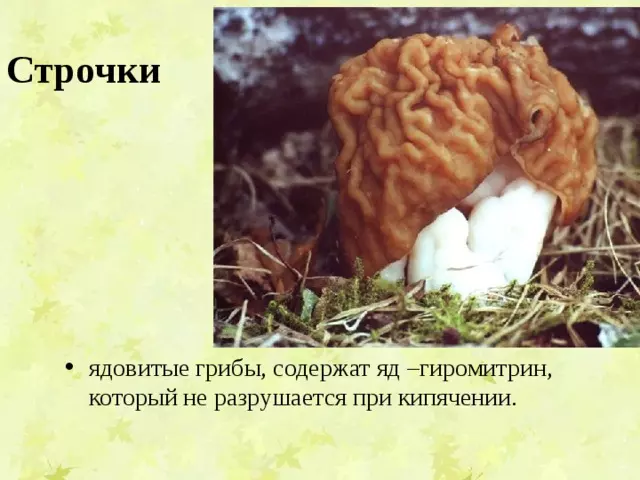 Отдел аскомикота или сумчатые грибы 7 класс — изображение 13