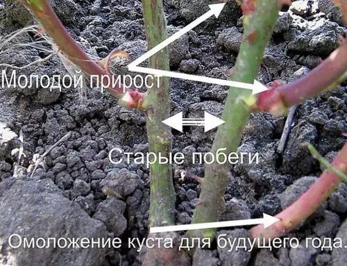 Когда обрезать розы осенью в ростовской области — изображение 4