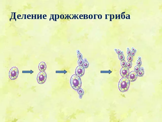 Отдел аскомикота или сумчатые грибы 7 класс — изображение 9