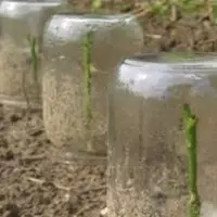 Как часто поливать черенки роз под банкой