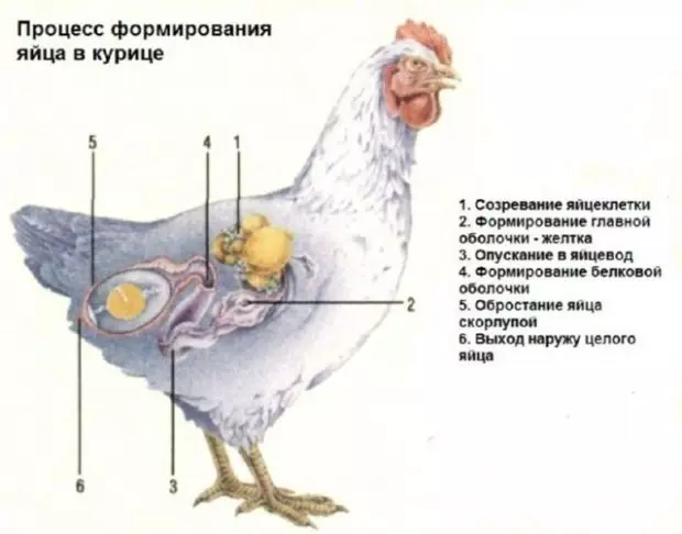 Как оплодотворяют кур на птицефабрике — изображение 5