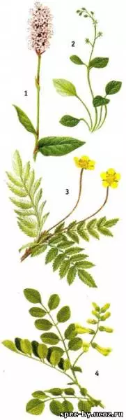 Съедобные корни растений фото и названия — изображение 9