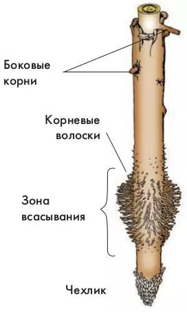 Охарактеризуйте особенности внешнего строения корня — изображение 5