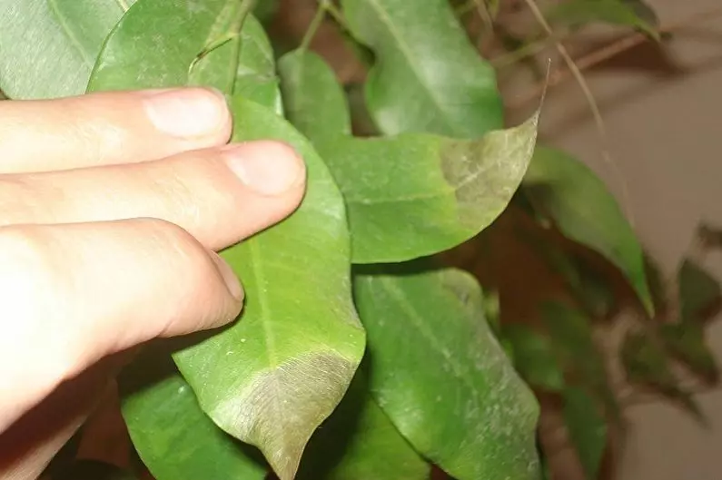 Фикус ирен уход в домашних условиях — изображение 40
