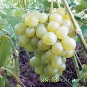 Винные сорта винограда для урала и сибири — изображение 10