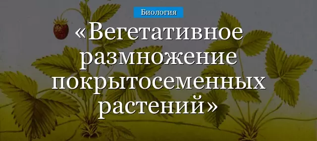 Вегетативное размножение растений таблица