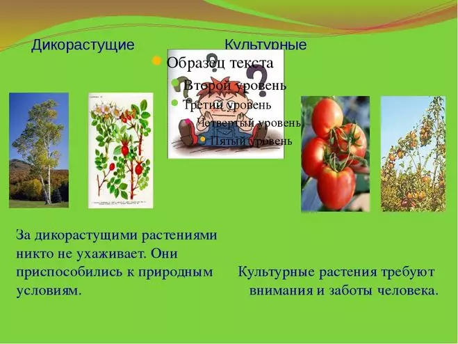 Редкие дикорастущие растения названия 2 класс — изображение 7