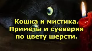 Приметы голубь сел на плечо — изображение 19