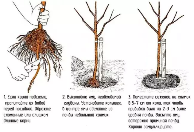 Самоплодные сорта черешни для краснодарского края — изображение 13