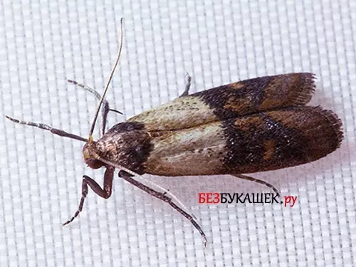 Мандариновые корки от моли — изображение 10