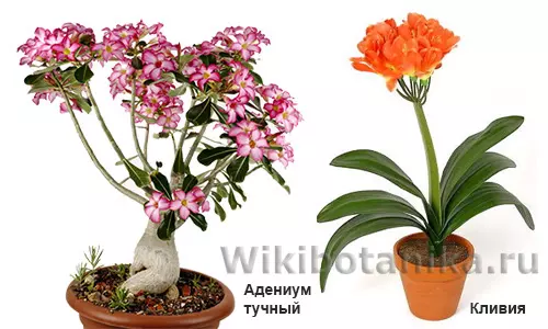Суккуленты ядовитые или нет — изображение 10