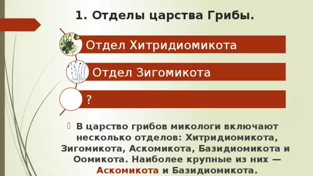 Отдел аскомикота или сумчатые грибы 7 класс — изображение 21