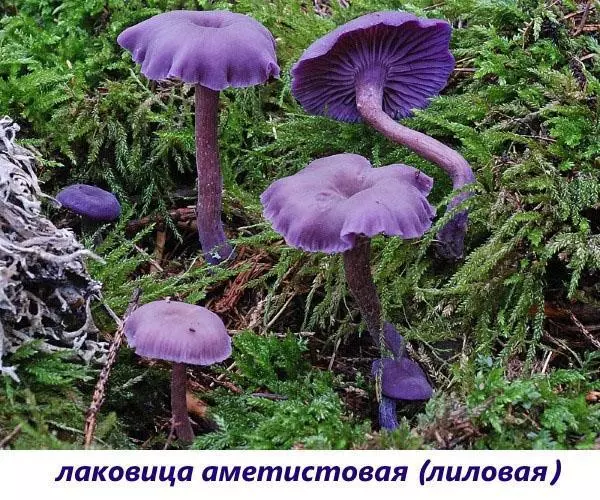 Редкие съедобные грибы фото и названия — изображение 7