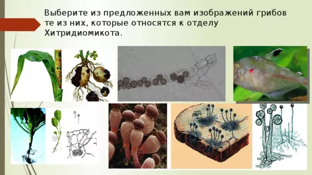 Отдел аскомикота или сумчатые грибы 7 класс — изображение 23