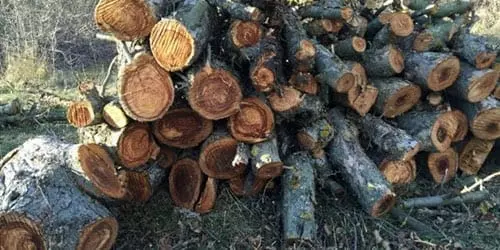 Тополь на дрова отзывы — изображение 15