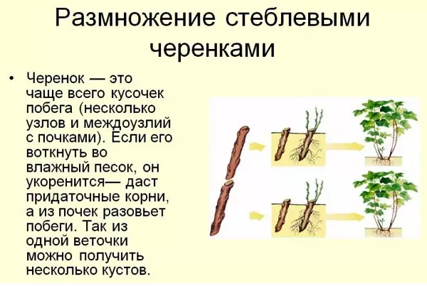 Как размножить колоновидную яблоню — изображение 9
