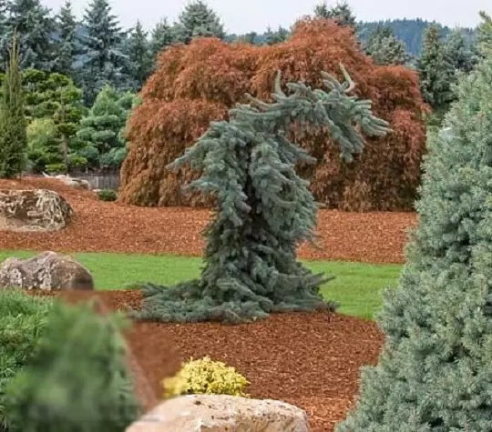 Picea engelmannii glauca pendula — изображение 14