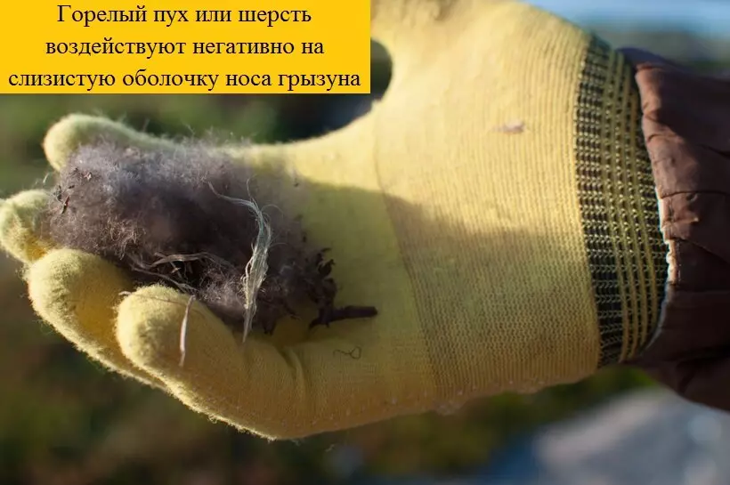Боятся ли мыши запаха дегтя — изображение 11