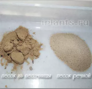 Можно ли сажать кактусы в один горшок — изображение 32